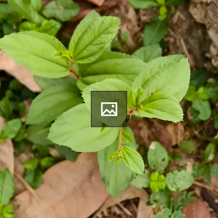 Close-up of Green Leaves Emerging