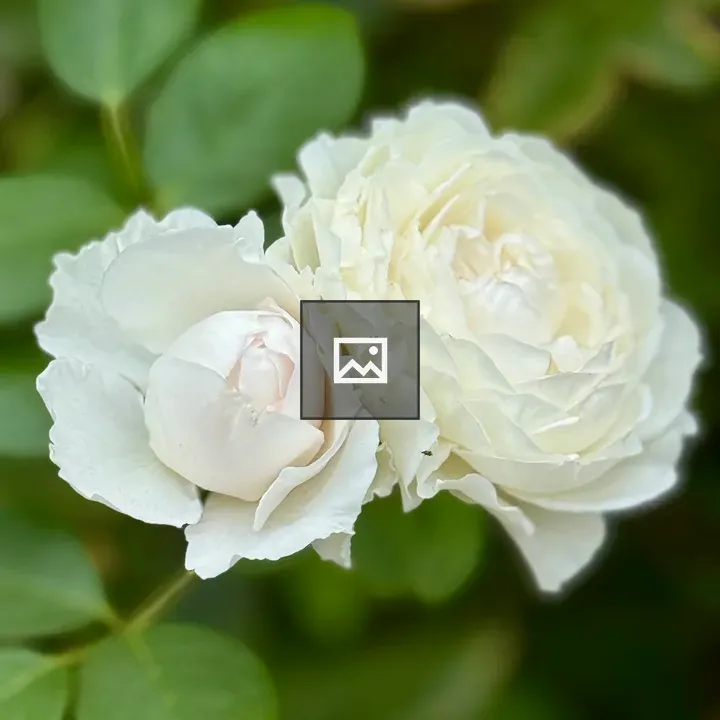 Two White Roses in Bloom