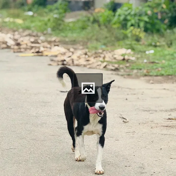 Black and White Dog Walking