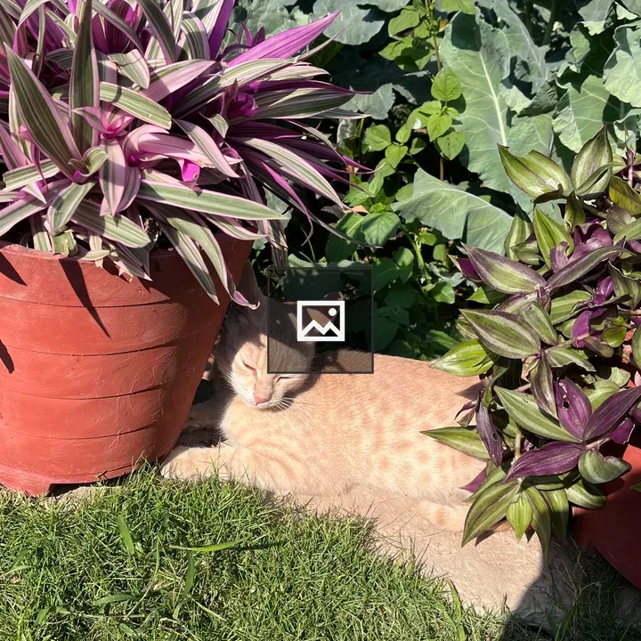 Cat among potted plants
