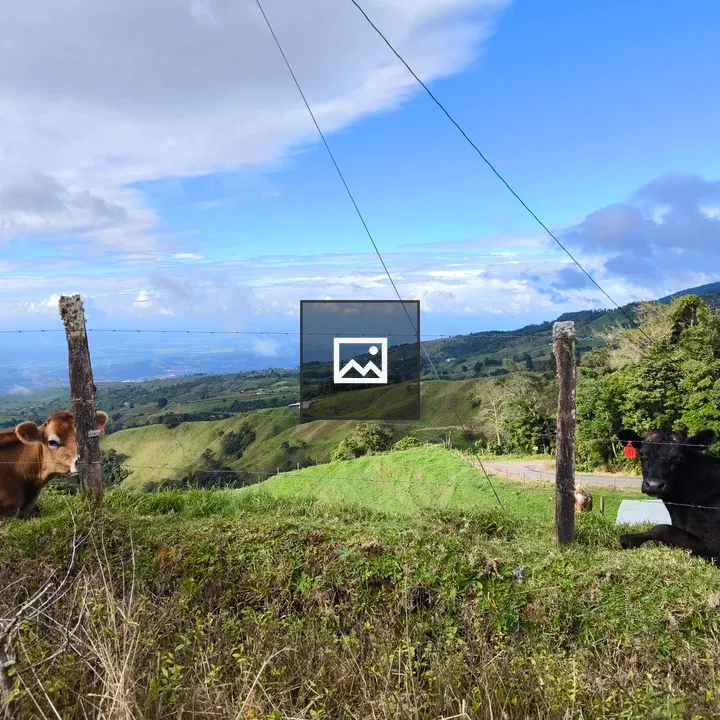 Two cows resting by fence