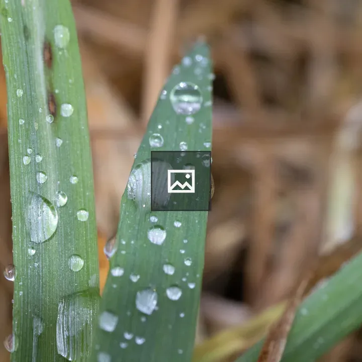 Grass with water droplets