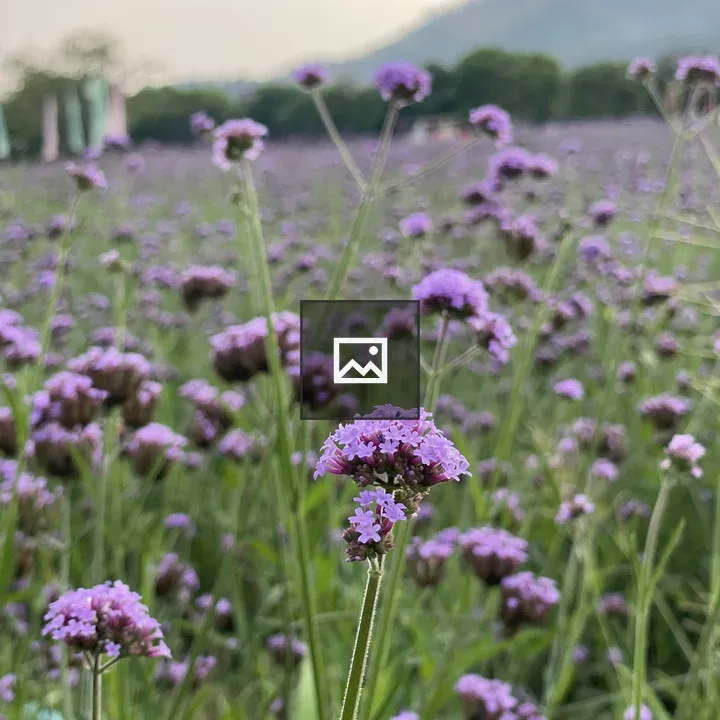 Purple Wildflowers in Meadow