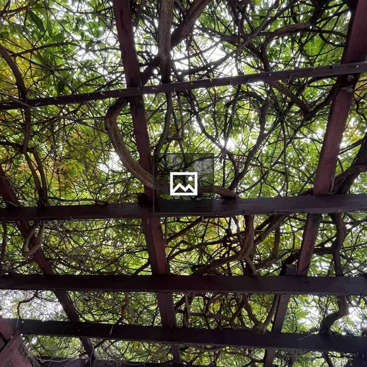 Vines on Pergola Roof