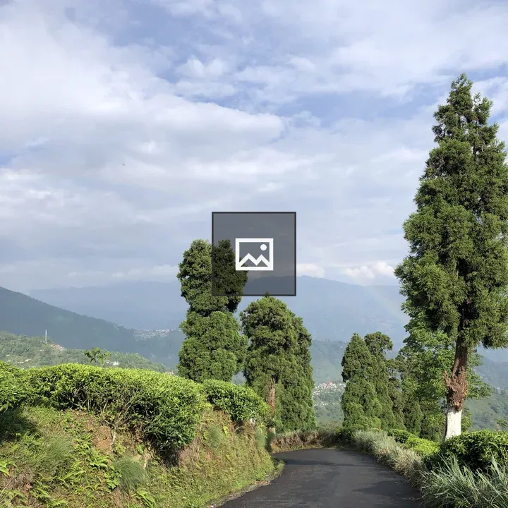 Tea Garden and Pitch Road Darjeeling