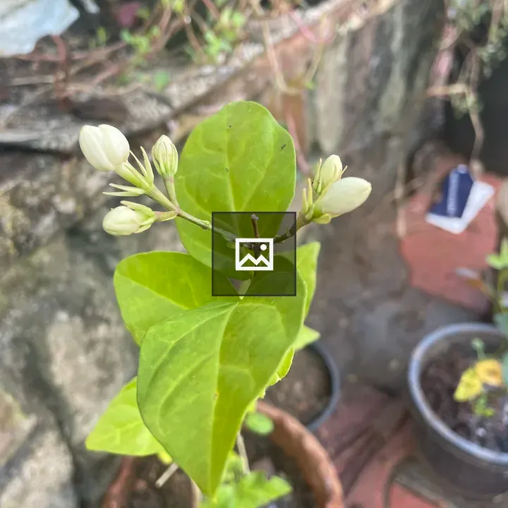 Flower bud waiting to blossom