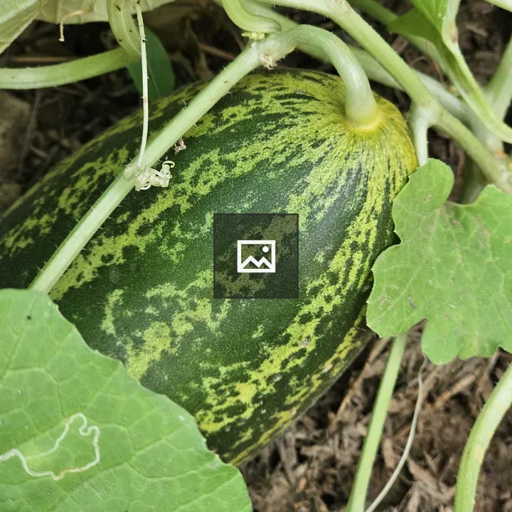 Blonde Cucumber Ready for Harvest