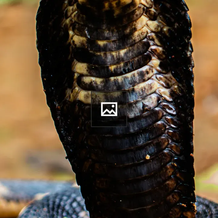 Forest Cobra Close-Up