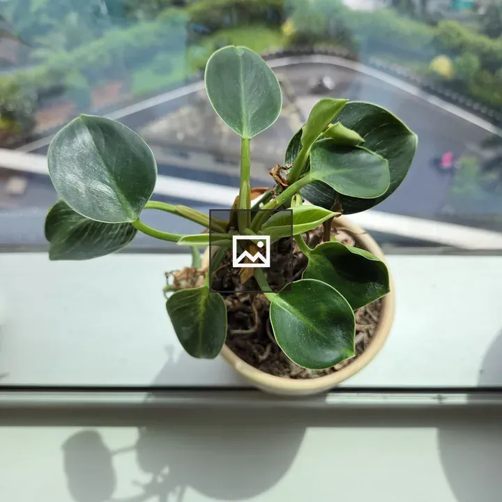 Green Potted Plant on Window Sill