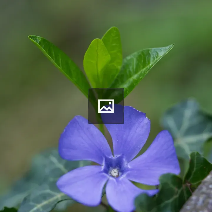 Periwinkle Ground Cover with Purple Flower