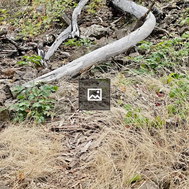 Curved driftwood on rocky ground