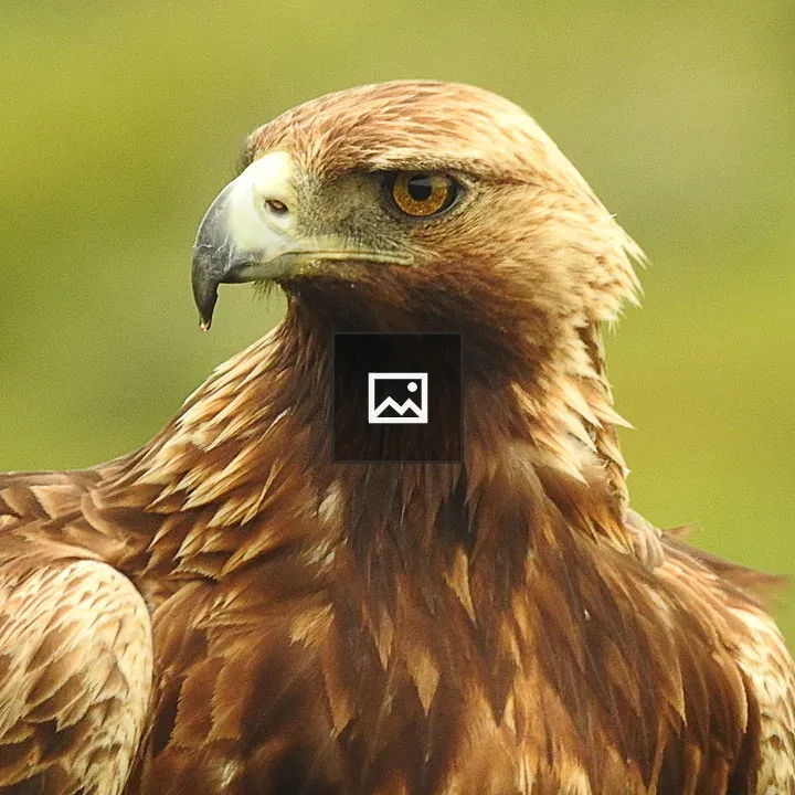 Close-up Falcon