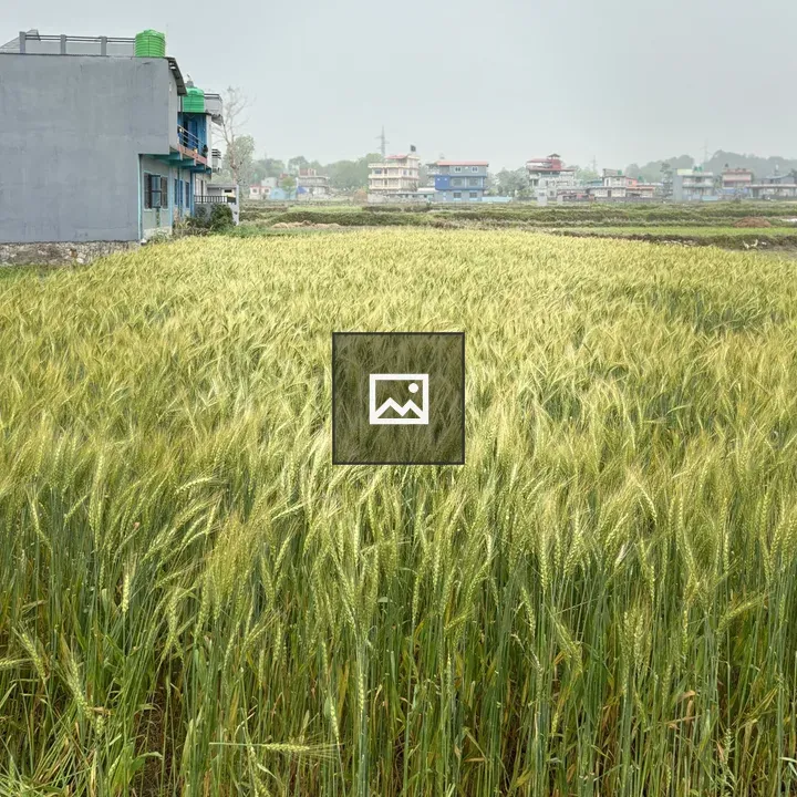 Wheat Field Under Clouds