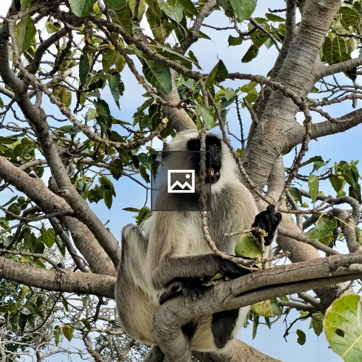 Gray langur on a tree branch