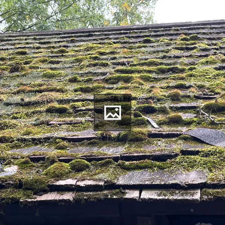 Mossy Roof