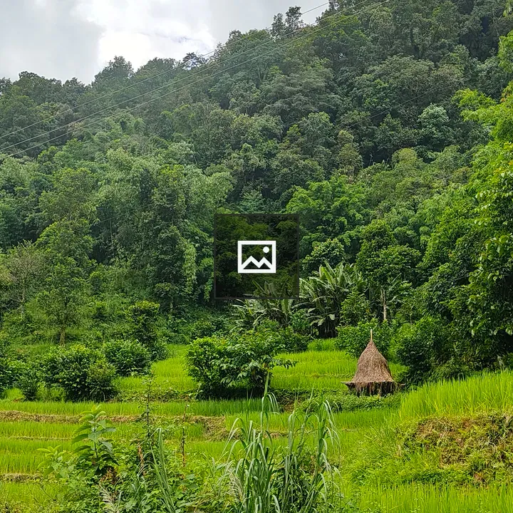 Lush rice fields with shelter
