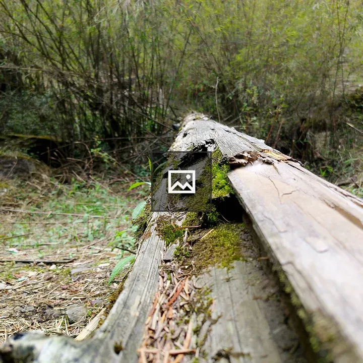 Log Covered in Moss and Needles