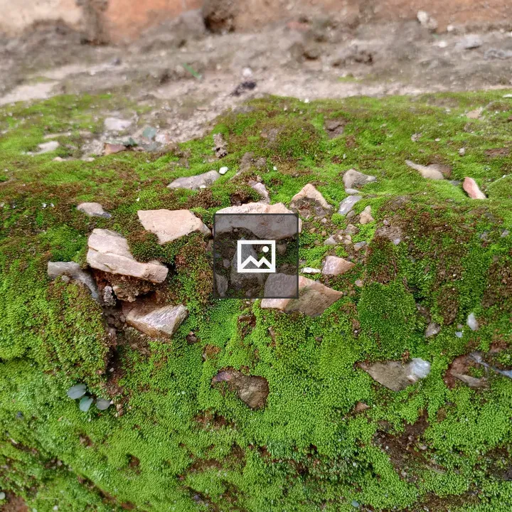 Moss on Brick Ledge
