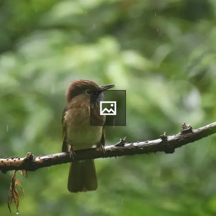 Mountain Bulbul on Wet Branch