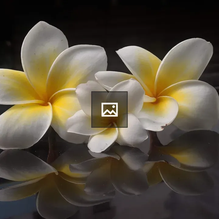 Flowers (Frangipani)