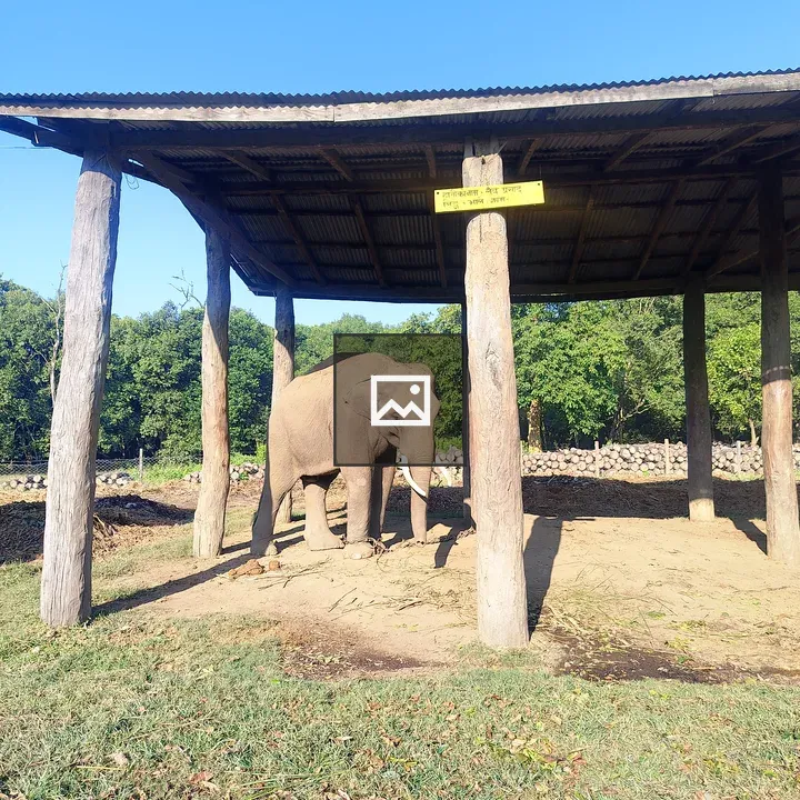 Elephant under Wooden Roof
