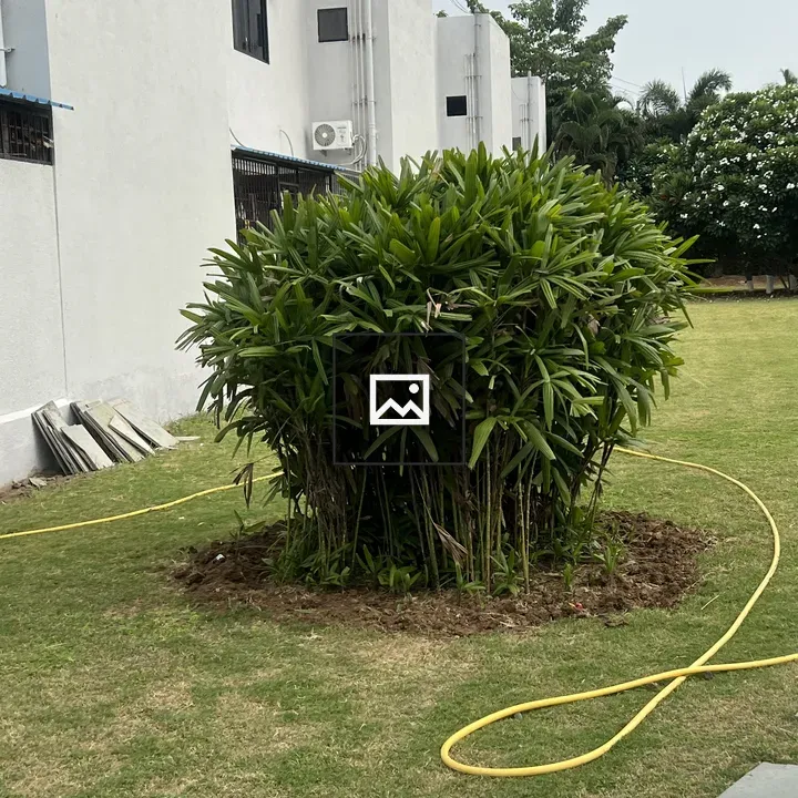 A lush green plant foreground