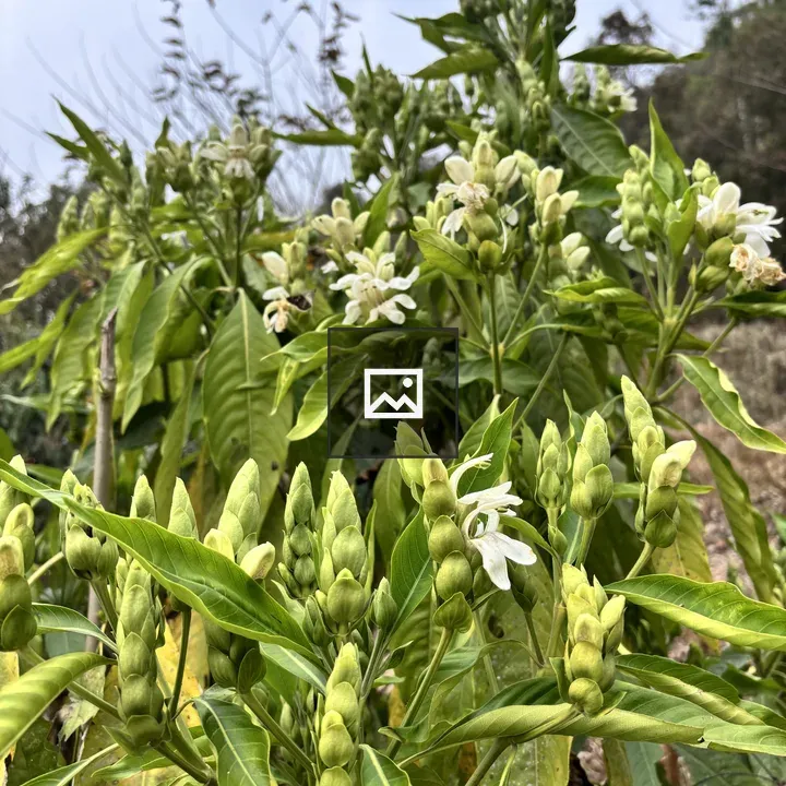 Malabar nut plant close-up