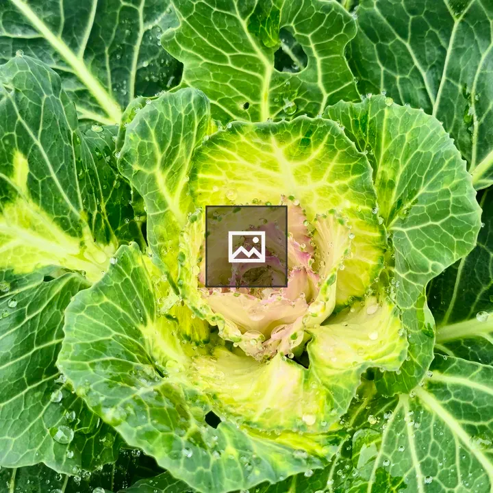 Ornamental cabbage close-up