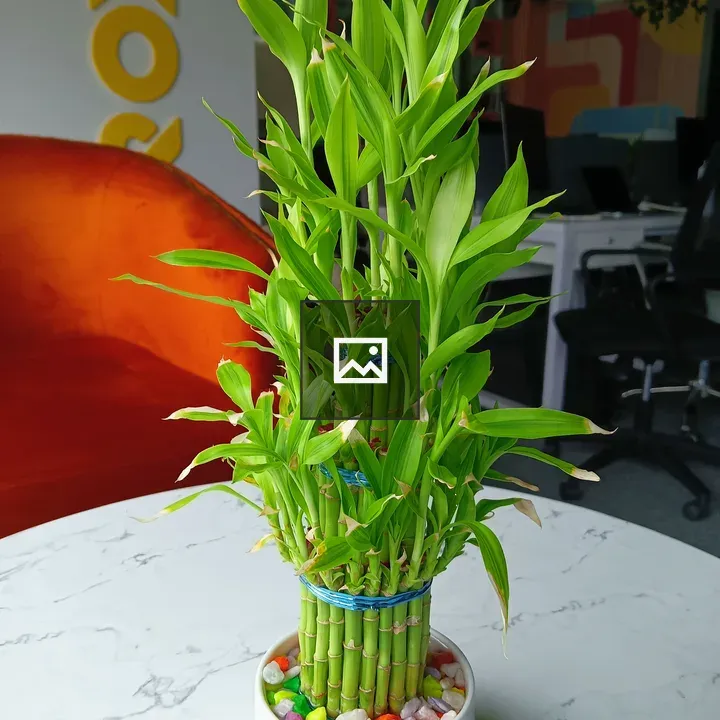 Bamboo arrangement in ceramic pot