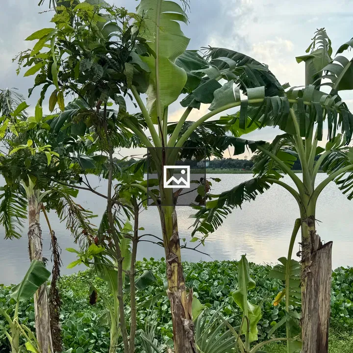 Banana Trees by Calm Water