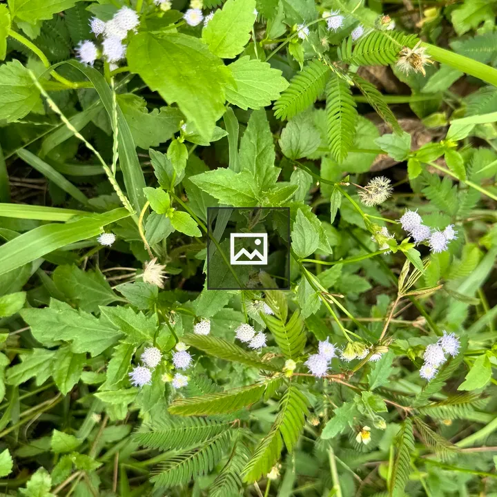 Green Patch with Purple Flowers