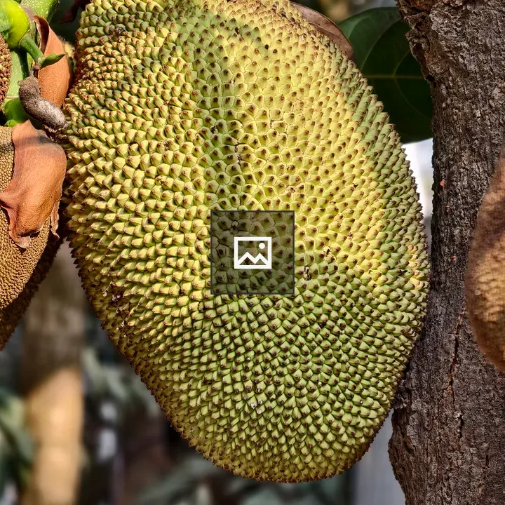 Jackfruit on Tree Branch