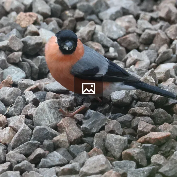 Male Bullfinch on Gravel