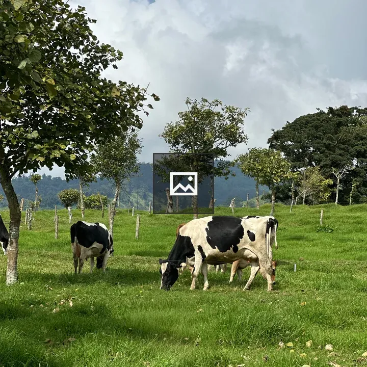 Cows Grazing in Green Field