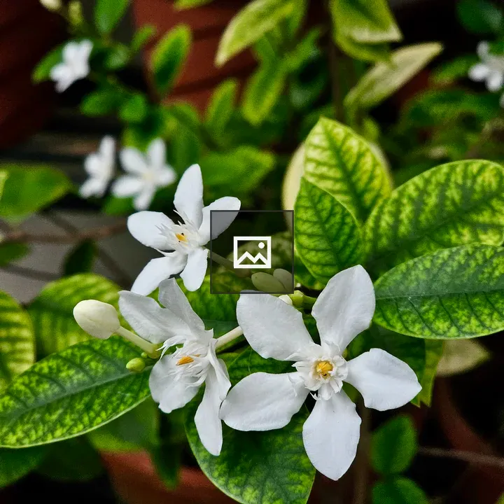 Snowflake plant close-up