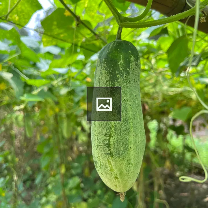 Green cucumber on vine