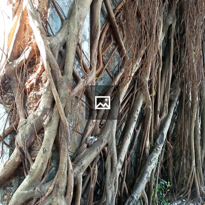 Tree Roots
