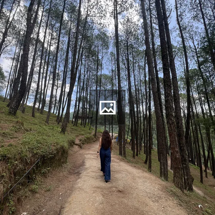 Girl Walking in Pine Forest