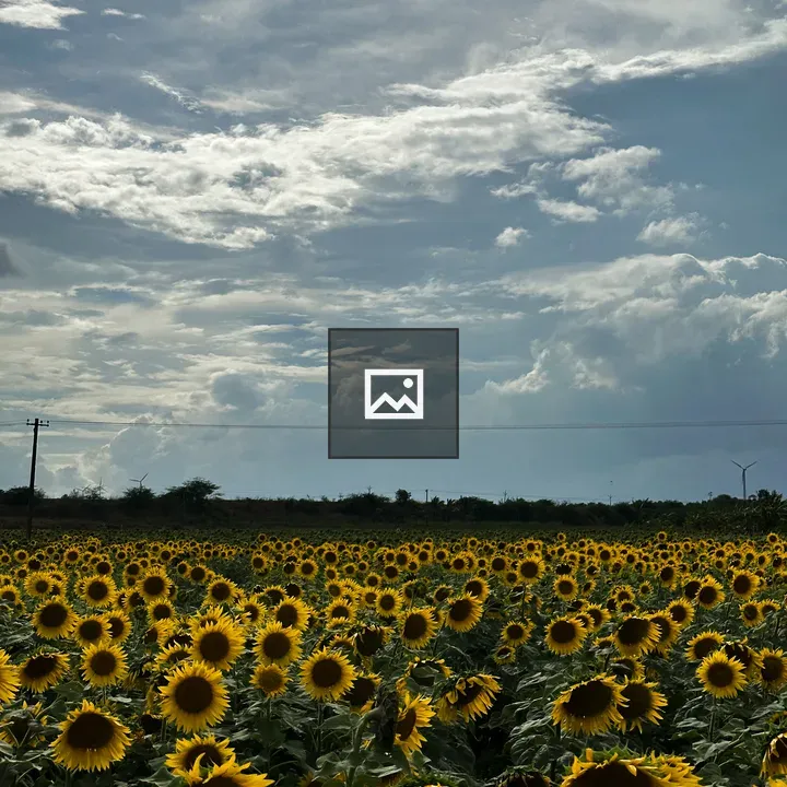 Sunflower Patch Under Cloudy Sky