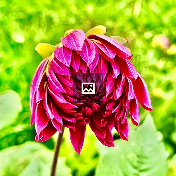 Dahlia Flower Bud