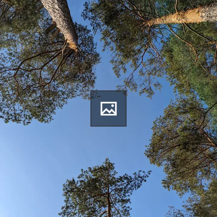 Pines Under Blue Sky