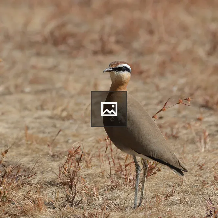 Indian courser on dry grass