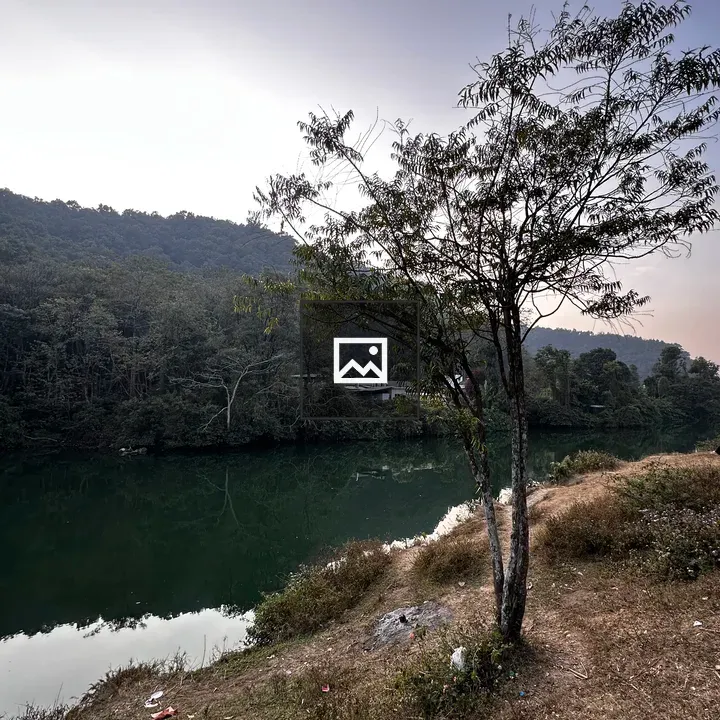 Solitary Tree by Riverbank