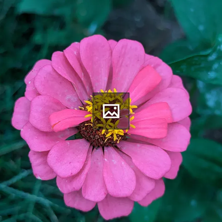 Very pink zinnia flower