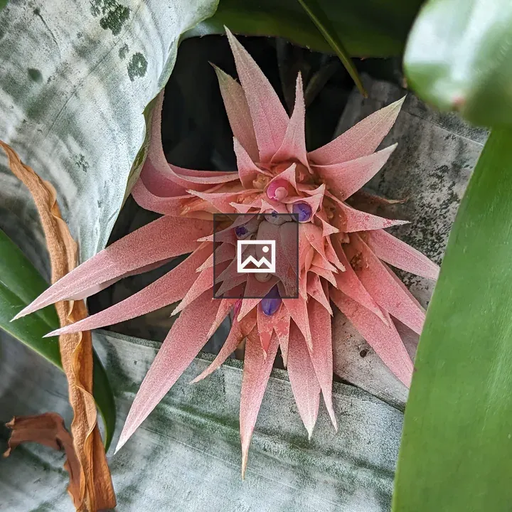Pink spikey plant growths