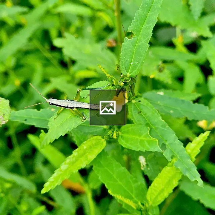 Neorthacris Grasshopper