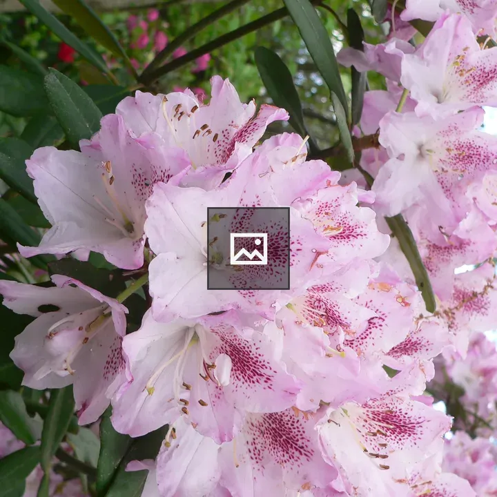 Pink rhododendron flowers