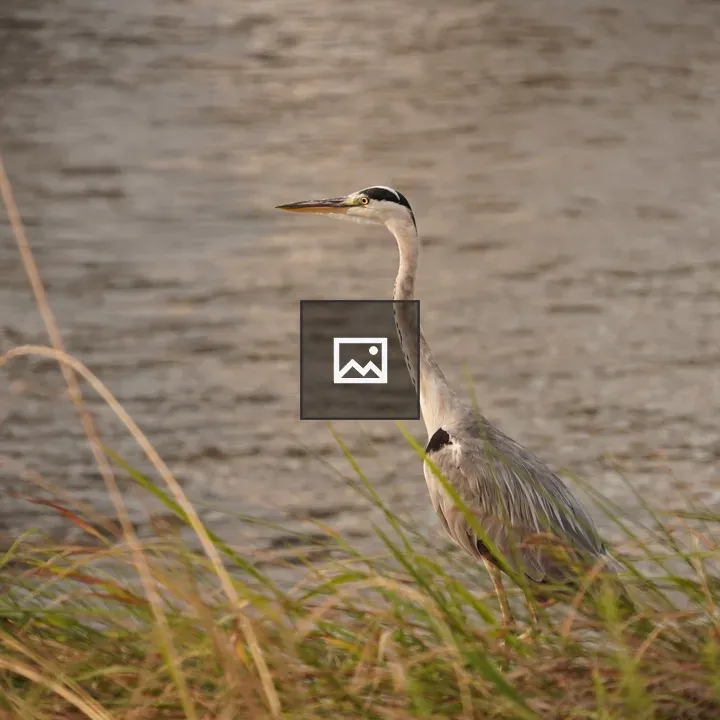 Gray Heron in Tall Grasses