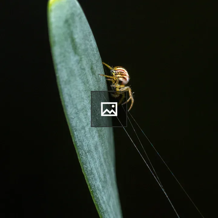 Tiny orb-weaver spider