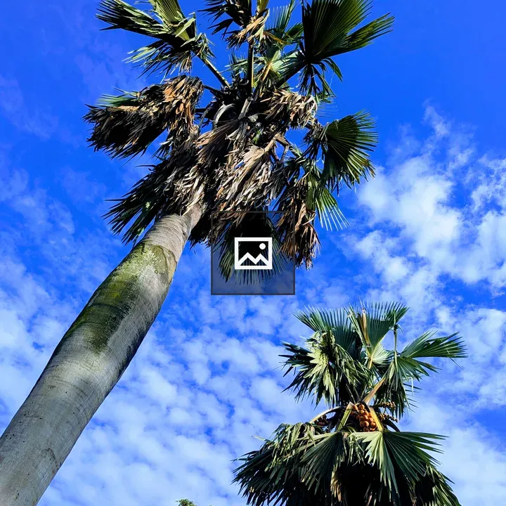Borassus Palms Against Sky